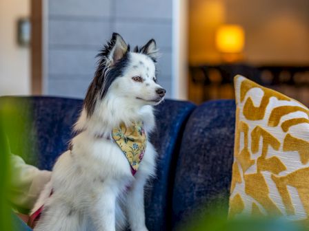A small white dog with black ears sits on a blue couch, wearing a bandana, indoors with warm lighting and pillows.