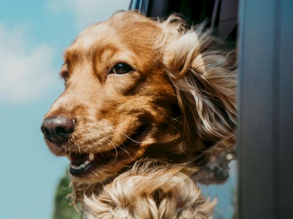 A dog with golden fur is enjoying the view, sticking its head out of a car window on a sunny day.
